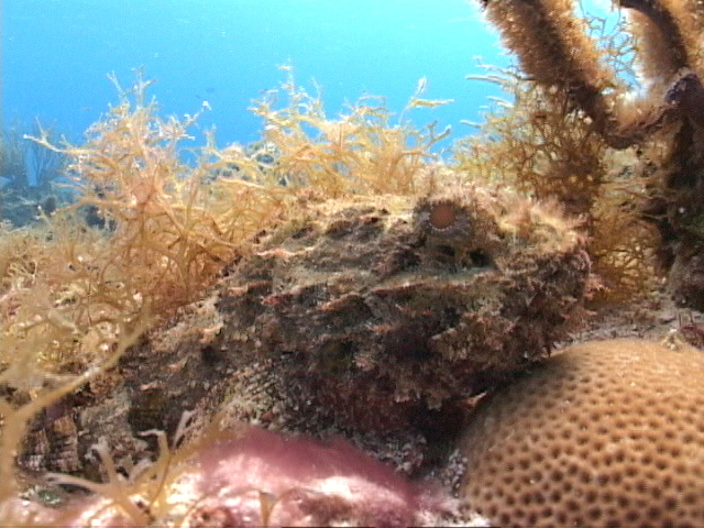 stonefish.jpg